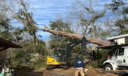 Tree Removal