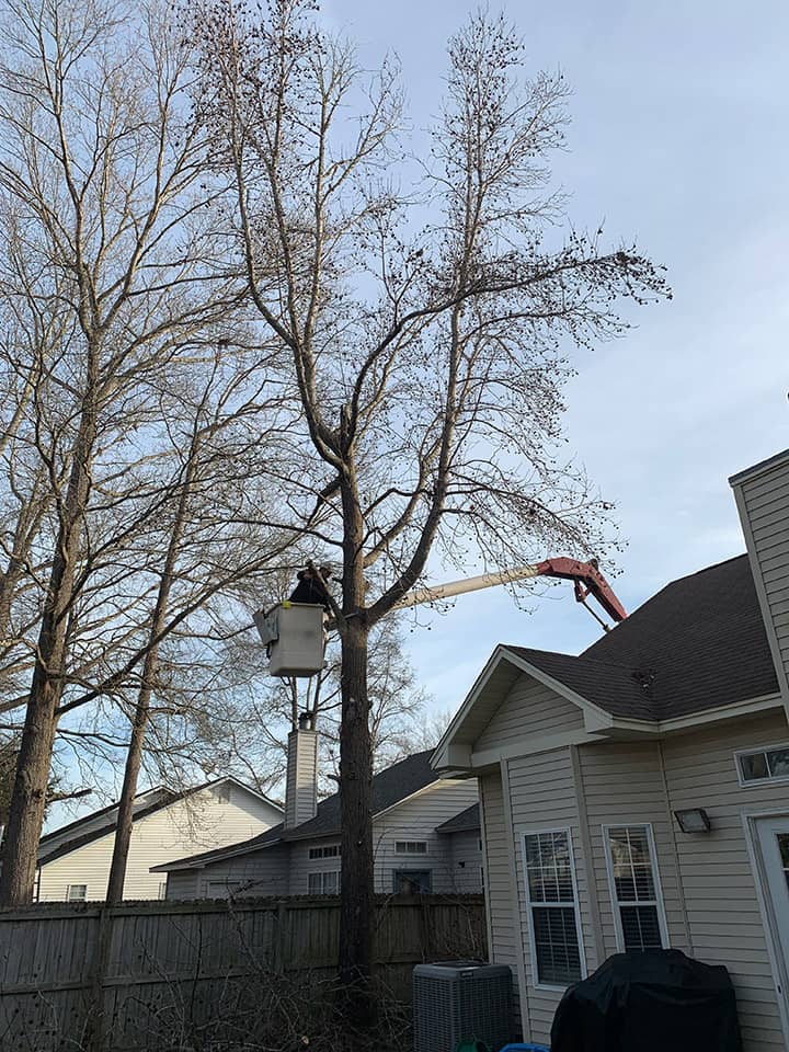 Goose Creek Tree Service Thumbnail