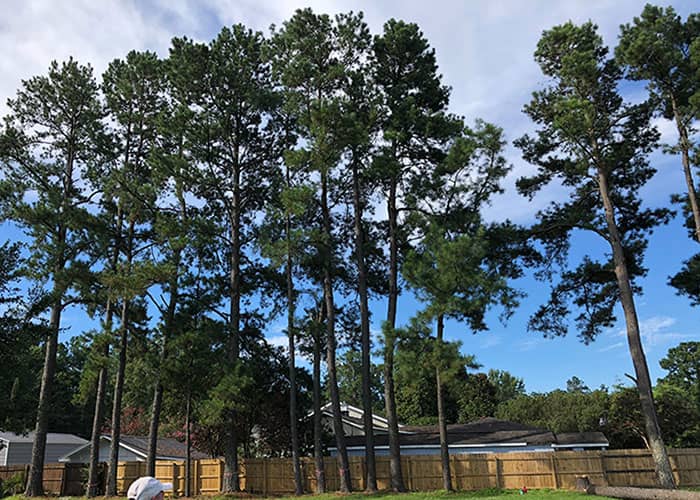 Ridgeville Tree Service Project
Branching Out Tree Service
