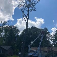 tree-removal-division-st-moncks-corner-sc 1