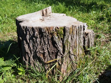 Is That Old Tree Stump Causing Problems in Your Yard?