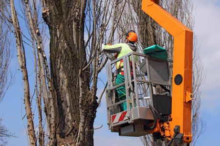 3 Signs to Have Old Tree Removed