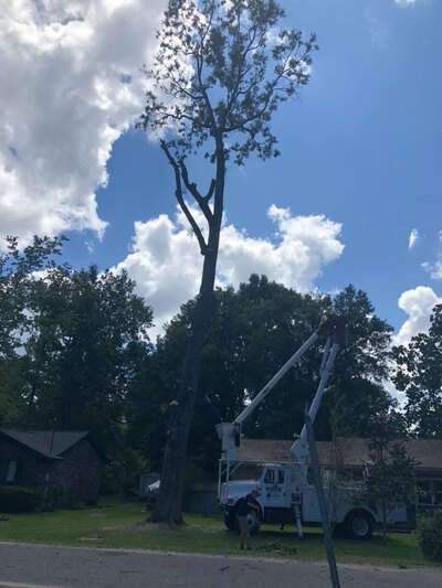 Summerville Homeowner's Guide to Safe Tree Removal Thumbnail