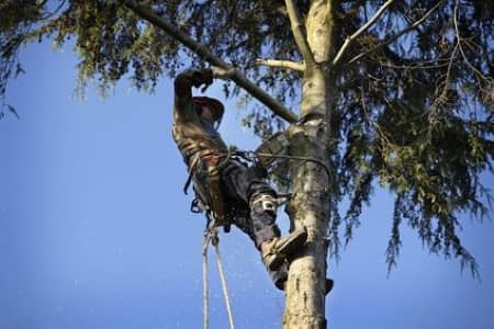 The Top Benefits of Tree Trimming & Pruning Thumbnail