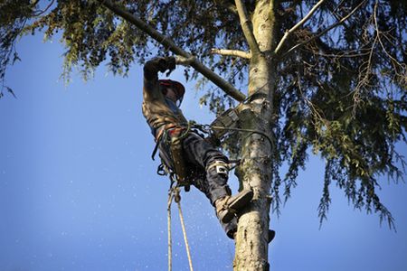 How Regular Trimming and Pruning Improve the Health of Your Trees