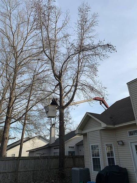 What Are the Benefits of Tree Trimming and Pruning for Your Property?