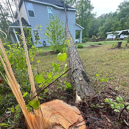What Should You Do If a Tree Falls on Your Home After a Storm?