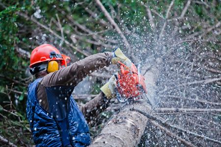 Tree Trimming & Pruning Thumbnail